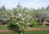 Фото Весенняя обрезка плодовых деревьев