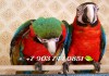 Фото Ара арлекин - ручные птенцы из питомника
