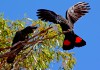 Фото Траурный какаду Бэнкса, или краснохвостый траурный какаду (Calyptorhynchus banksii) птенцы