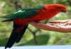 Королевский попугай (Alisterus scapularis) ручные птенцы из питомника
