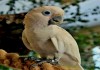 Попугай какаду Гоффина (Cacatua goffiniana) ручные птенцы из питомника