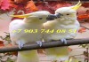 Фото Малый желтохохлый какаду (Cacatua sulphurea sulphurea) - ручные птенцы из питомника