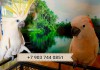 Фото Попугаи - абсолютно ручные птенцы из питомника