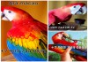 Красный ара (Ara macao) - птенцы выкормыши из питомника