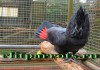 Черные какаду- абсолютно ручные птенцы из питомника