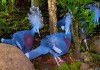 Венценосные голуби из питомника