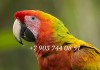 Вэрдэ (гибрид попугаев ара) - ручные птенцы из питомника