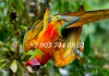 Фото Вэрдэ (гибрид попугаев ара) - ручные птенцы из питомника