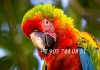 Фото Вэрдэ (гибрид попугаев ара) - ручные птенцы из питомника