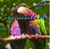 Фото Веерный попугай (Deroptyus accipitrinus) - птенцы выкормыши из питомника