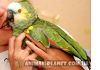 Фото Попугай амазон – разные виды амазонов