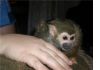 Фото Карликовые обезьянки – беличий саймири