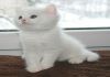 Фото Британский плюшевый котик Камео окраса (кремовая шиншилла, глаза ореховые