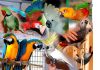 Ручные попугаи из украинского питомника