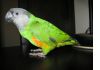 Фото Сенегал - ручной попугай 