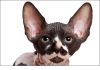 Фото Продаю котят породы кошки Канадский сфинкс из питомника Cats4People