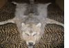 Фото Продам ковёр из шкуры волка.