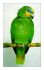 Фото Большие и средние попугаи