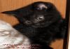 Британские черные котята из питомника VIVIAN.
