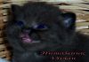 Фото Британские черные котята из питомника VIVIAN.