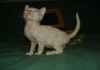 Фото Не аллергенные кошки уральский рекс