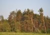 Фото Участок в Раменском р-не, 4 км до Раменского, есть свет, д. Загорново