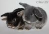 Вислоухие миниатюрные крольчата