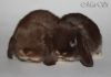 Фото Вислоухие миниатюрные крольчата