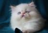 Фото Персидская кошечка колор-поинт