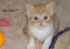 Фото Элитные британские котята из питомника г.Иваново