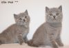 Фото Элитные британские котята из питомника г.Иваново