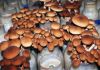 Фото Мицелий грибов вешенки, шампиньона, шиитаке, опёнка
