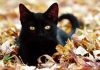 Красивый черный молоденький котик