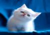 Фото Персидские котята из Московского питомника