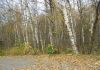 Фото Продам лесной участок 5,6 соток под коттеджную застройку 8 км от МКАД д.Афанасово