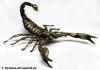 Скорпион азиатский крупный — статуэтка, подарок, сувенир (бронза)