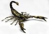 Фото Скорпион азиатский крупный — статуэтка, подарок, сувенир (бронза)