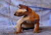 Фото Котята канадских сфинксов из питомника