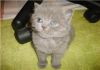Фото Британские плюшевые котята