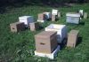 Фото Пчелосемьи-2014 карпатские пчёлы в Санкт-Петербурге; пакеты для пчёл