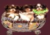 Фото Чихуахуа элитные щенки, маленькие шедеврики.