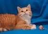 Фото Лукашка, чудный и озорной котоподросток в дар!