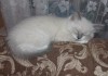 Фото Невские маскарадные котята