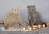 Фото Котик скоттиш страйт для вязки кошек