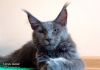 Фото Котята породы мейн-кун. Ласковые гиганты.