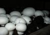 Семена грибов вешенки, шампиньона