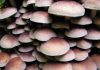 Фото Семена грибов вешенки, шампиньона
