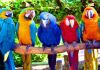 Предлагаю купить птенцов попугаев ара какаду