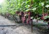 Фото Саженцы винограда 90 сортов (десертные, винные, для беседки),2 - х летние.