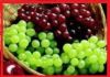 Фото Саженцы винограда 90 сортов (десертные, винные, для беседки),2 - х летние.